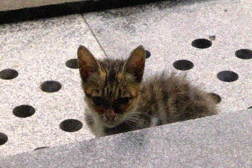 Stray cat in Shenzen