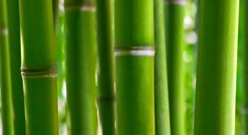 Bamboo