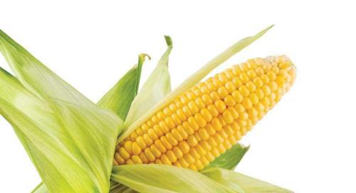 Corn resin