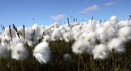 Organic cotton