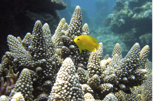 Palawan snorkelling