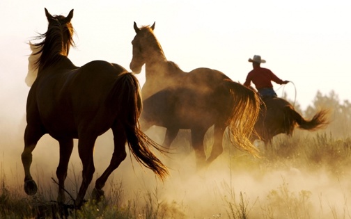 Wild horses Wild horses