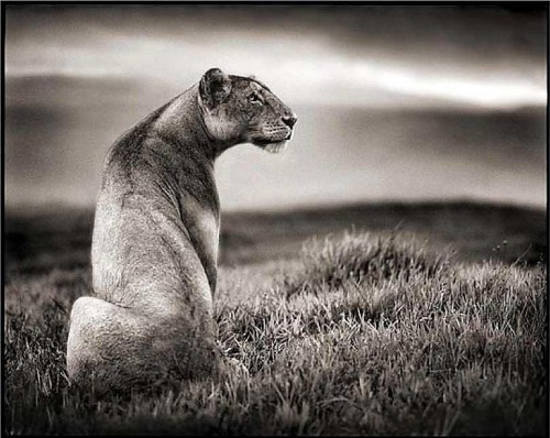 Lioness