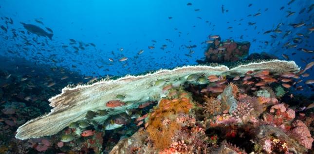 Underwater Wednesday: My vacation diver